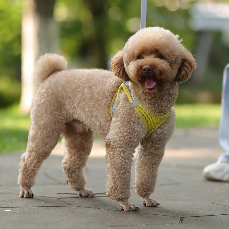 🐾🌞 Summer Mesh Harness Vest & Leash Set for Small Dogs - Adjustable Puppy & Cat Harness for Outdoor Walks 🐶🐱